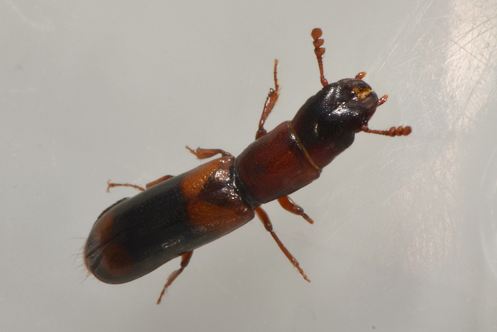 Trogositidae:   Nemozoma caucasicum